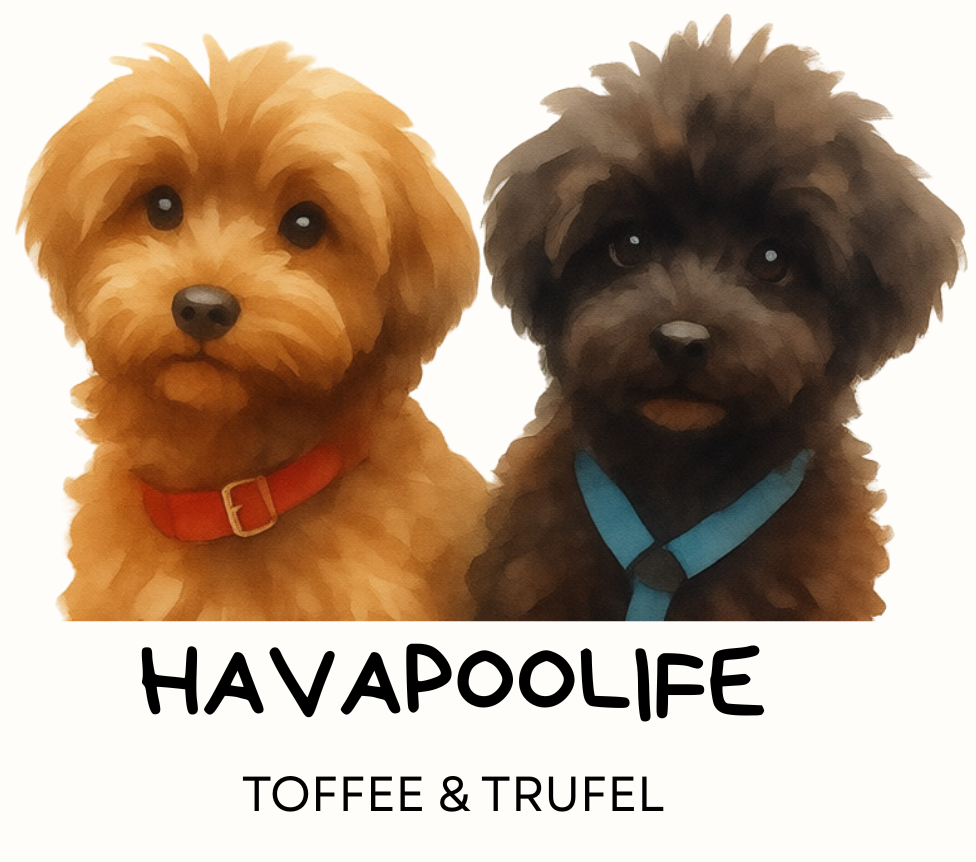 Havapoo Life